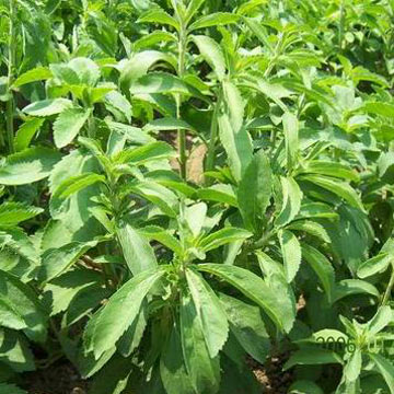  Stevia Extract Powder, Stevioside, Rebaudioside (Экстракт стевии порошком, стевиозида, Rebaudioside)