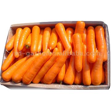  Carrot ( Carrot)