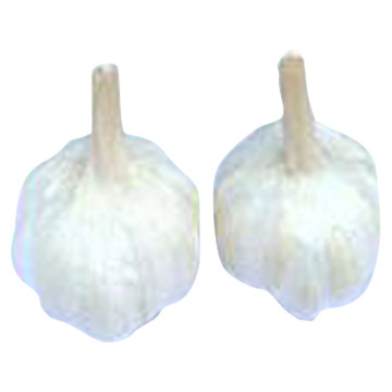  Garlic (Чеснок)