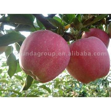  Red Star Apple (Красная звезда Apple)