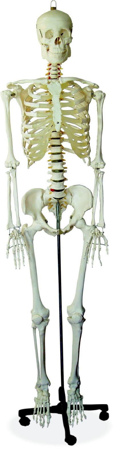  170cm Life Size Skeleton (170cm Size Life Skeleton)