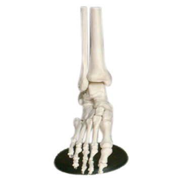  Foot Joint (Совместное Foot)