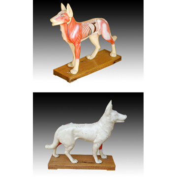  Dog Acupuncture Model ( Dog Acupuncture Model)