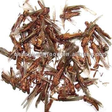  Dried Locusts (Сушеные Саранча)