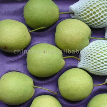 Bag Shandong Birne (Bag Shandong Birne)