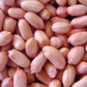  Peanut Kernel (Ядро ореха арахиса)