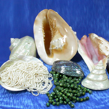  Raw Shells and Processed Material ( Raw Shells and Processed Material)