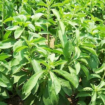  Stevia Sugar, Stevioside, Rebaudioside A