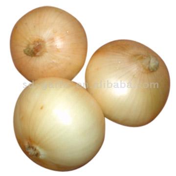  Onion ( Onion)