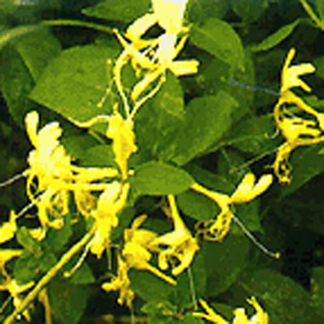  Honeysuckle Flower PE (Жимолость Цветы PE)