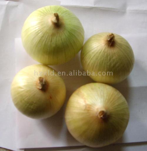  Onion (Лук)