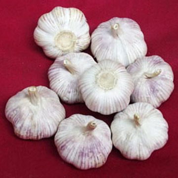  Garlic (Чеснок)