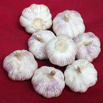  Garlic ( Garlic)