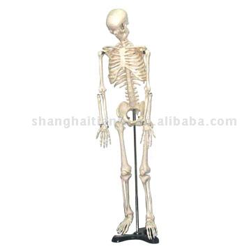 Bone Mannequin (Bone Mannequin)