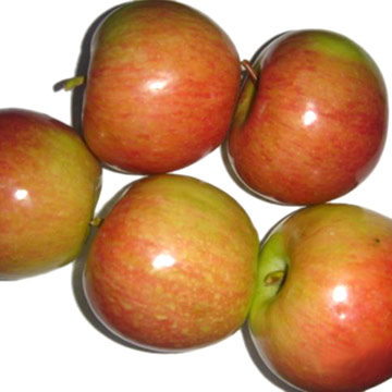  Red Honey Apple (Красный медовке)