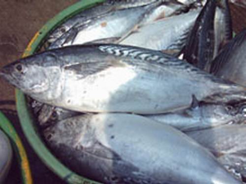  Bullet Mackerel (Auxis Thazard) (Bullet Скумбрия (Auxis Thazard))