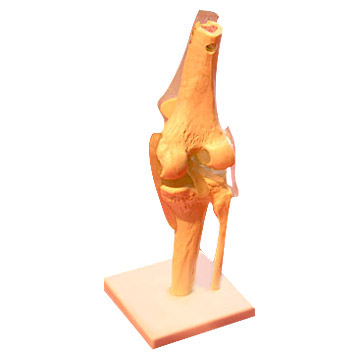  Knee Joint Model (Articulation du genou modèle)