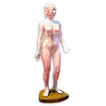  Model of Female Acupuncture Points (Modèle de points d`acupuncture Homme)