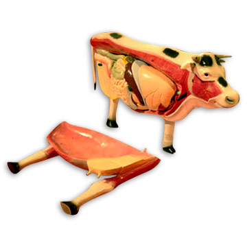  Model of Cattle (Modèle de bovins)