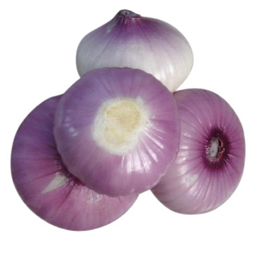  Onion (Oignon)