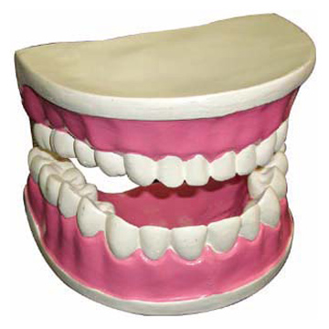  Tooth Model (Dent de modèle)