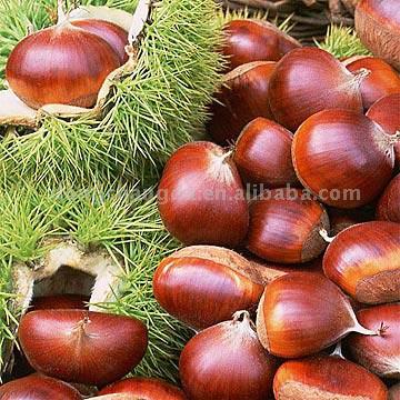  Chestnut (Chestnut)