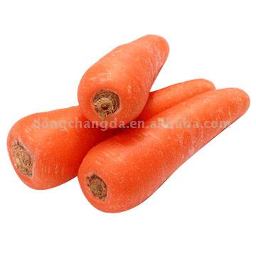  Carrot (Möhre)