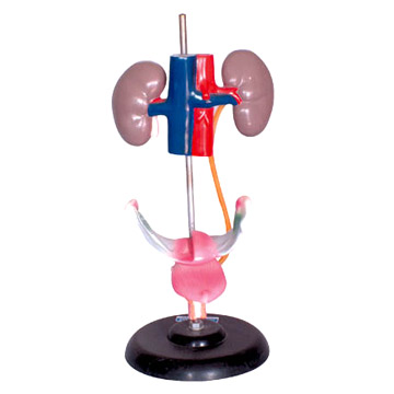  Model of Male Urogenital System ( Model of Male Urogenital System)