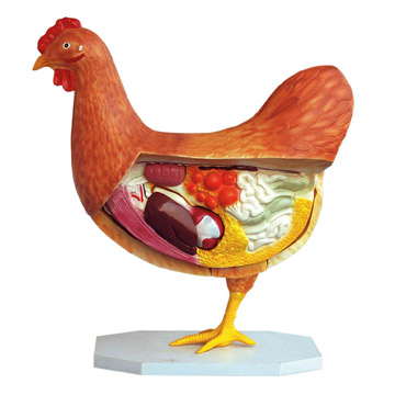  Hen Model (Modèle de poule)