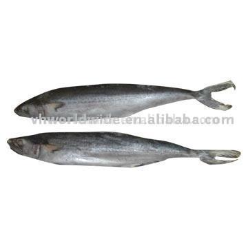  Pacific Mackerel (Тихоокеанский Скумбрия)