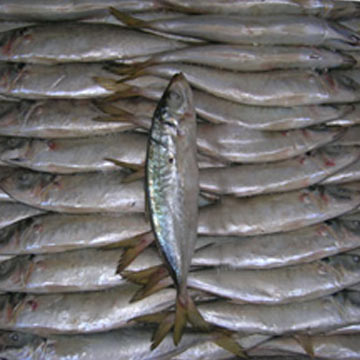  Frozen Horse Mackerel (Frozen Stöcker)