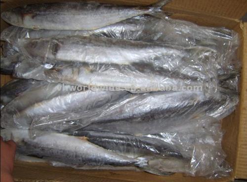  Frozen Mackerel (Maquereaux congelés)