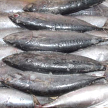  Frozen Bonito Tuna (Frozen Bonite)