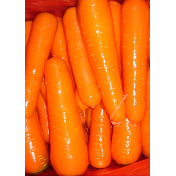  Carrot (Carotte)