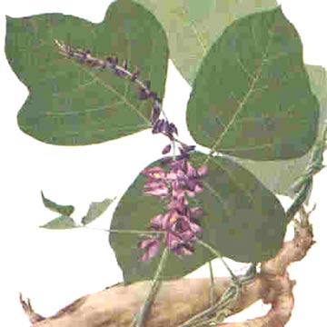  Kudzu Root (Puerara) Extract Powder (40%) (Kudzu racine (Puerara) Poudre Extrait (40%))