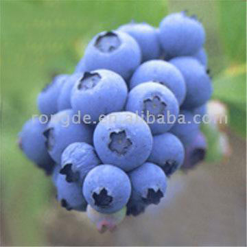  Bilberry Extract Powder (25%) ( Bilberry Extract Powder (25%))