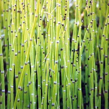  Horsetail Extract Powder (Prêle Poudre Extrait)