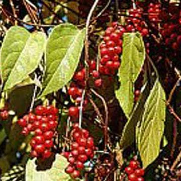  Schisandra Chinensis PE ( Schisandra Chinensis PE)