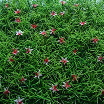  Grass Carpet (Травы Carpet)