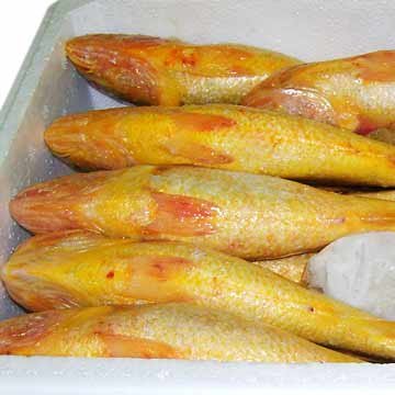  Iced Large Yellow Croaker