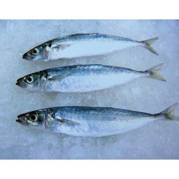  Frozen Decapterus Maruadsi (Замороженные Decapterus Maruadsi)