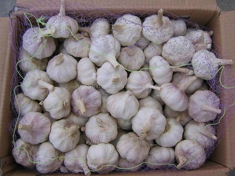  Normal White Garlic in Carton