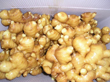  Fresh Chinese Ginger (Frischer Ingwer Chinesisch)