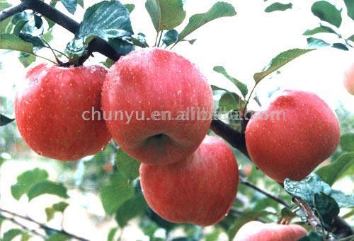  Fuji Apple (Fuji Apple)