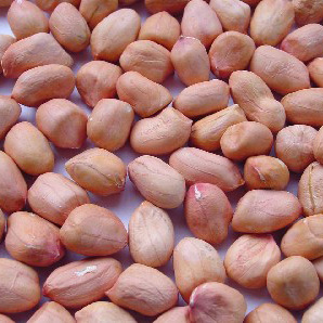  Peanut Round Kernel