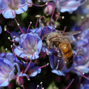  Water-Soluble Propolis