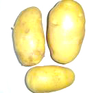  Holland Potato
