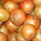  Onion ( Onion)