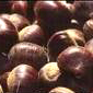 Chestnut (Chestnut)