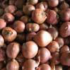  Shallot ( Shallot)